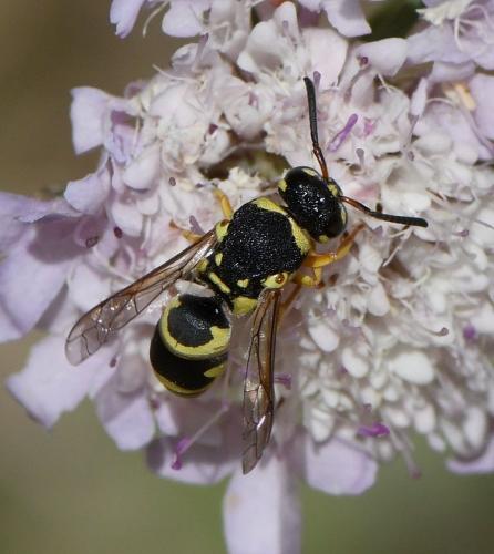 Euodynerus sp.